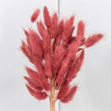 Сухоцветы "Лагурус" 60см (55±5 шт.) Тёмно-пудровый 1/250